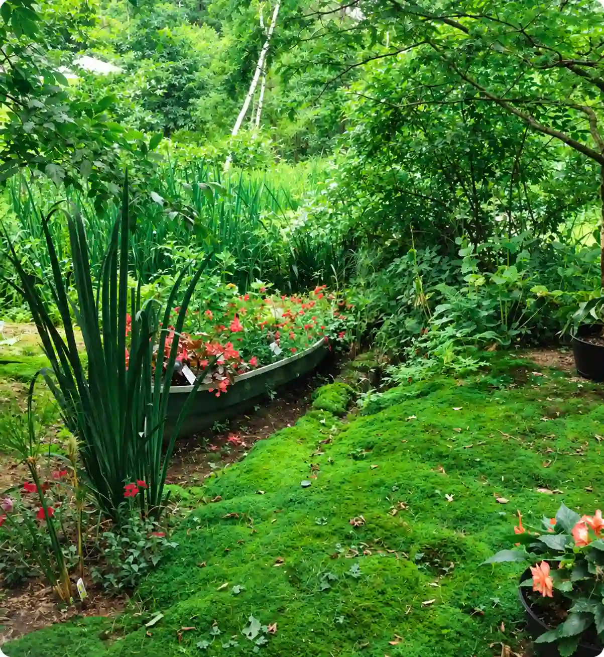Lush green garden yard with boat planter