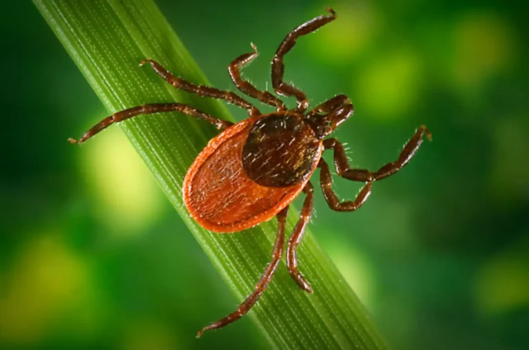 When Is Tick Season? A Complete Guide for Weston, MA Homeowners